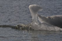 Jökulsárlon (10)