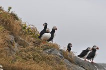 Papuchalkové - Island (5)