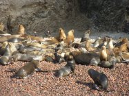 Islas Ballestas (1)