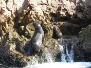 Islas Ballestas (2)