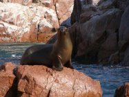 Islas Ballestas (3)