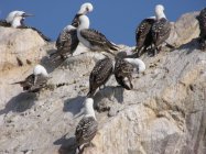 Islas Ballestas (5)