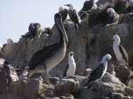 Islas Ballestas (6)