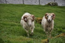 20. Ovce na Faerských ostrovech (2)