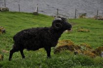 20. Ovce na Faerských ostrovech (3)