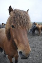 13. Islandský kůň (3)