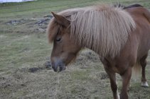 13. Islandský kůň (1)
