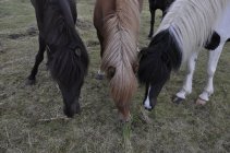 13. Islandský kůň (2)