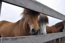 13. Islandský kůň (4)