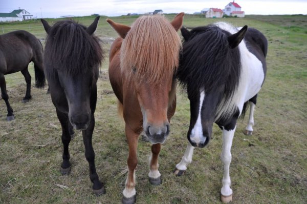 10. Islandský kůň
